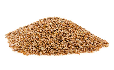 grains of wheat