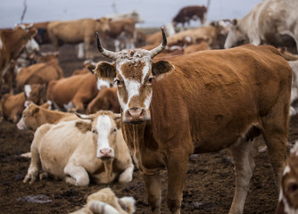 Fototapeta premium Some cattle on the grassland.