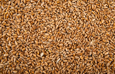 grains of wheat in closeup