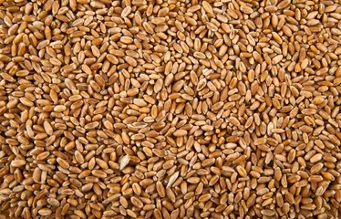 Keuken spatwand met foto grains of wheat in closeup © Valerii Zan