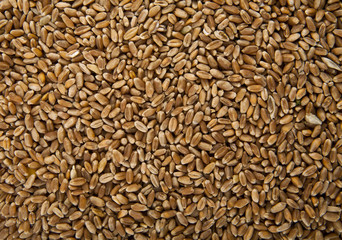 grains of wheat