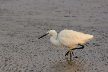 garzetta (Egretta garzetta)