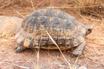 Obraz premium Turtle on the ground