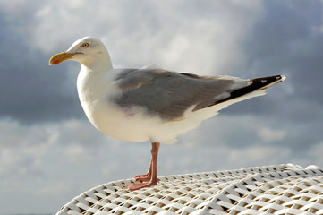 Möwe am Strand