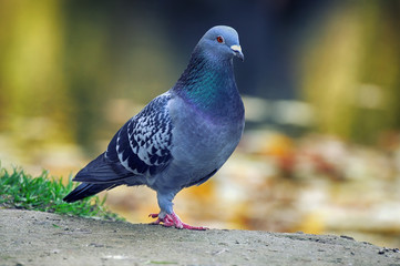 Portrait of a pigeon.