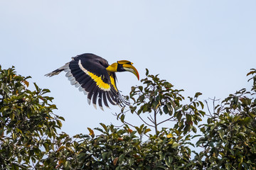 Great hornbill (Buceros bicornis) is flying © kajornyot