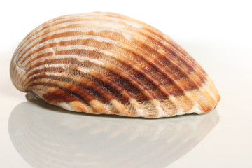 Sea shell on white background