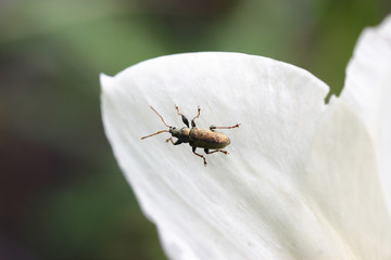 Naliściak - Phyllobius maculicornis