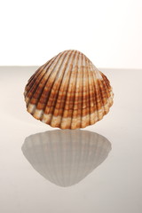 Sea shell on white background