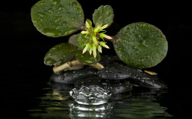 the flower on the rocks with drops of water