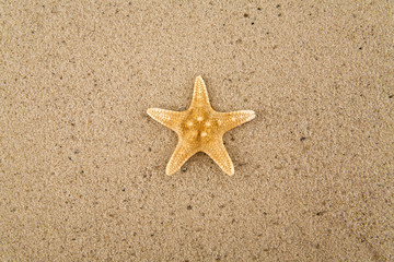 Fototapeta na wymiar starfishs on sand