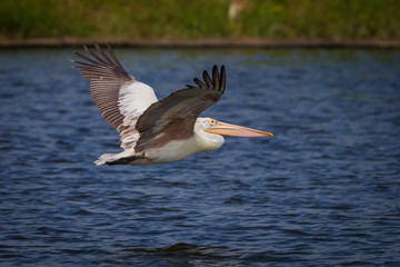 Full open wings of Spot-billed pelican  flying
