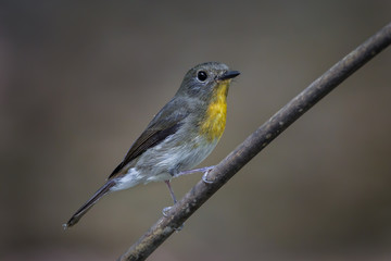 Portrait of Female Hill Blue Flycatcher (Cyornis banyumas)