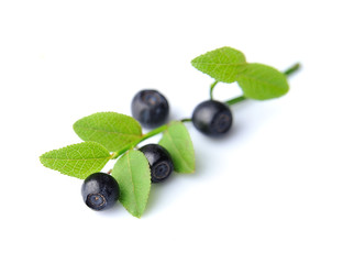Blueberries