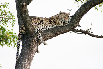 Een grote wilde luipaard rustend in een grote Marula-boom