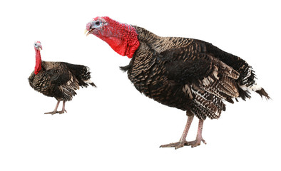 Turkey