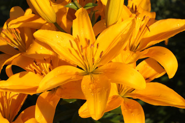 Obraz premium Orange lily