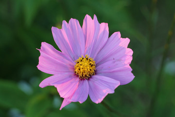 Obraz premium Flower