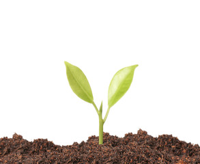 young plant new life