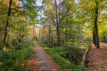 Fototapeta na wymiar Colorful autumnal forest