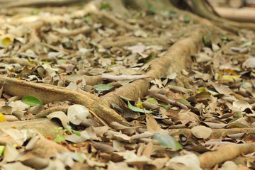 Roots on the ground nature