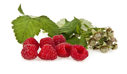 raspberry