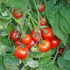 Tomaten - Solanum lycopersicum