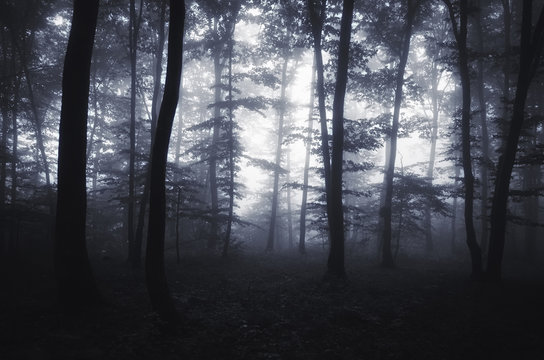edge of the forest with glowing light and fog