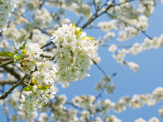 Fototapeta premium Kirschbaumblüten