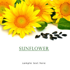 Bright yellow sunflowers and sunflower seeds
