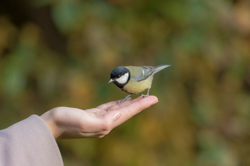 tit on palm