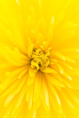 Yellow flower