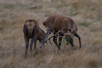 Two Red Deer Stags Fighting