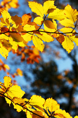 Buchenzweig - Laubfärbung im Herbst