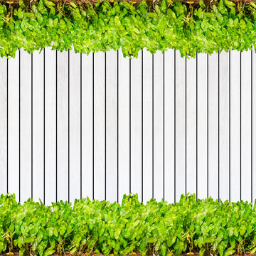 Wood texture background plank panel timber and green plant Calad