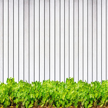 Wood texture background plank panel timber and green plant Calad