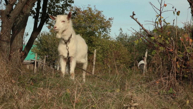 Goat in village