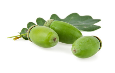 acorns