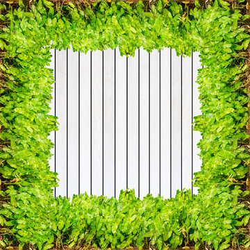 Wood texture background plank panel timber and green plant Calad
