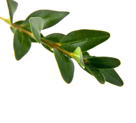 branch with green leaves
