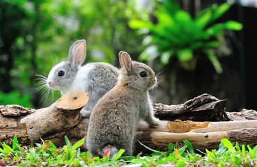 Naklejka na ściany i meble Two rabbits bunny in the garden