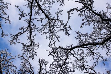 Snow on the branch with blue sky