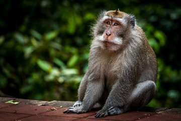 Old monkey sitting