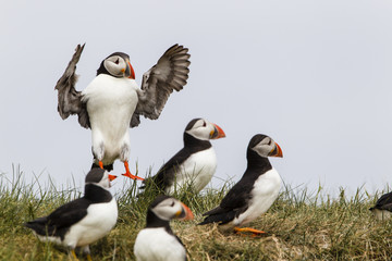Papageitaucher (Fratercula arctica), Farne Islands, Northumberla