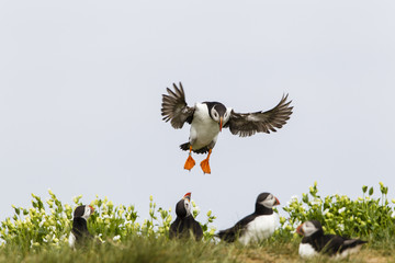 Papageitaucher (Fratercula arctica), Farne Islands, Northumberla