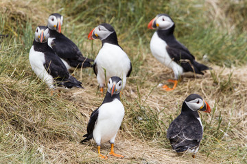 Papageitaucher (Fratercula arctica), Farne Islands, Northumberla