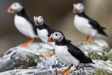 Papageitaucher (Fratercula arctica), Farne Islands, Northumberla