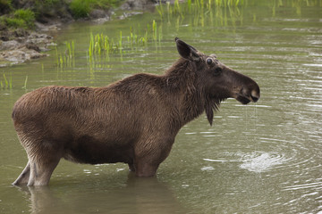 Moose in lake