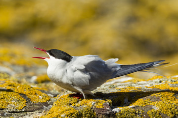 Fluss-Seeschwalbe (Sterna hirundo), Farne Islands, Northumberlan