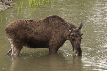 Moose in lake